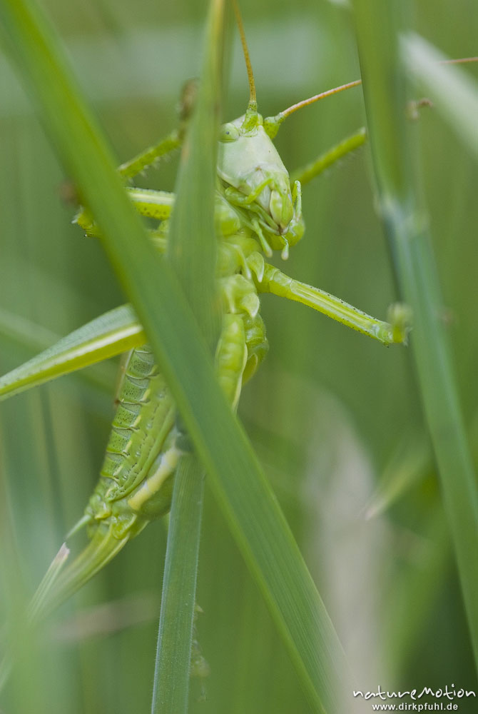Grünes Heupferd, Tettigonia viridissima, Tettigoniidae, weibliche Larve