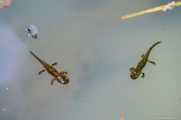 Feuersalamander, Salamandra salamandra, Salamandridae, Larve, Quellteich, Spanbeck, Deutschland