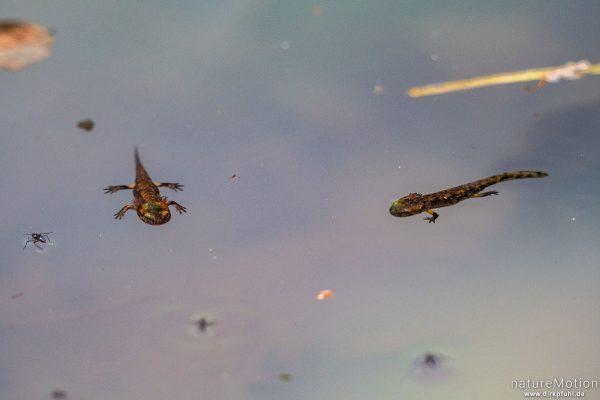 Feuersalamander, Salamandra salamandra, Salamandridae, Larve, Quellteich, Spanbeck, Deutschland