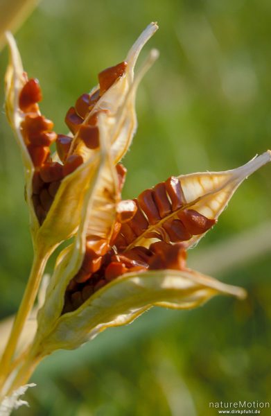 Steppeniris, Iris halophila, Schwertliliengewächse (Iridaceae), Frucht,, Chowsgöl Nuur, Mongolei